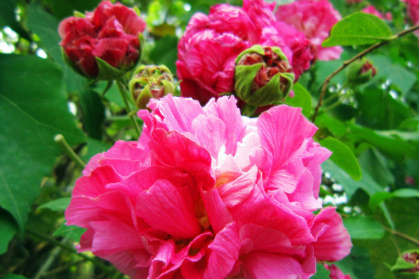 芙蓉花根部發(fā)黑是怎么回事