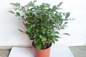 九里香怎么修剪，九里香的修剪圖解