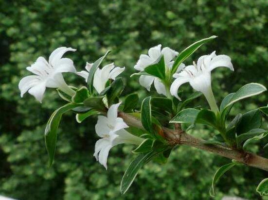 六月雪葉子發(fā)黑脫落怎么辦，做好三個要點即可恢復綠意