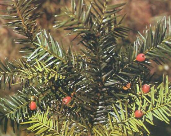 紅豆杉怎么換盆，三個簡單方法教你輕松學(xué)會