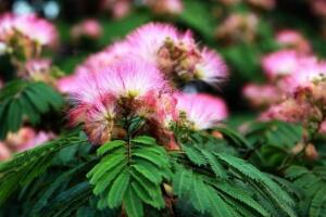 榕樹(shù)花和合歡花是一種花嗎，榕樹(shù)花和合歡花的區(qū)別