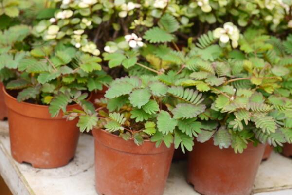 如何避免含羞草毒性，加強(qiáng)通風(fēng)且避免長期接觸