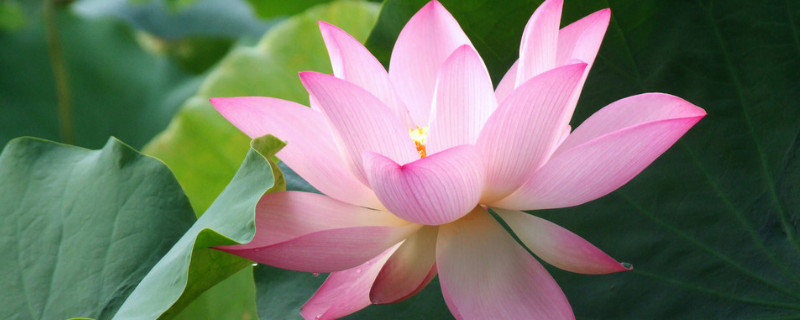 荷花的栽培與養(yǎng)護(hù)技術(shù)