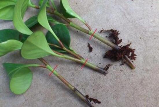 碧玉為什么會(huì)爛根，碧玉爛根怎么辦(換盆換土重新栽培)