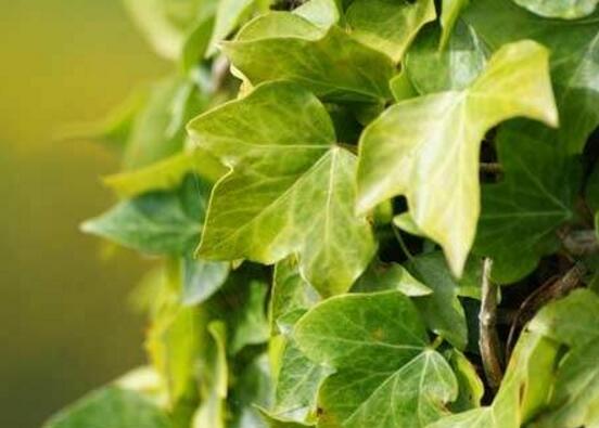 常春藤的養(yǎng)殖方法和注意事項(xiàng)，老農(nóng)總結(jié)八大基本方法