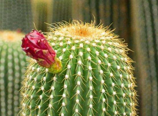 怎樣養(yǎng)仙人球容易開花，記住五個要點花開爆盆