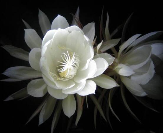 曇花怎么澆水，不同季節(jié)不同澆水量(見干見濕)