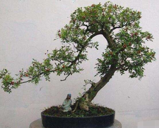 九里香盆景的養(yǎng)殖方法，做好七個(gè)基本養(yǎng)殖要點(diǎn)滿盆花香