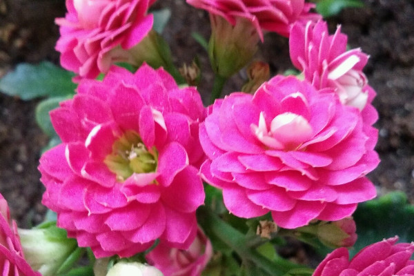 長(zhǎng)壽花秋天可以曬太陽(yáng)嗎