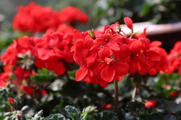 天竺葵冬天怎么養(yǎng)，做好以下5點才是關鍵