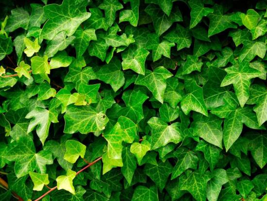 常春藤和常青藤一樣嗎，教你三種區(qū)別方法(形態(tài)/生長(zhǎng)環(huán)境/作用)