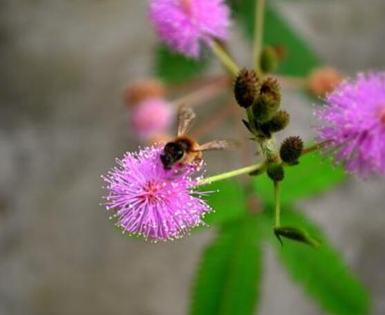 種含羞草會掉頭發(fā)嗎，會掉/家有孕婦和小孩忌養(yǎng)殖