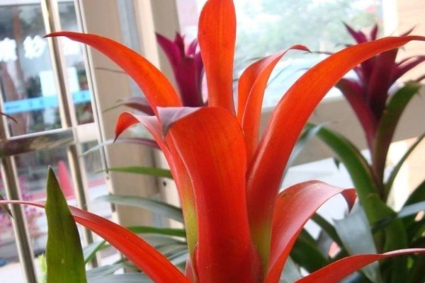 鴻運(yùn)當(dāng)頭的側(cè)芽怎么切