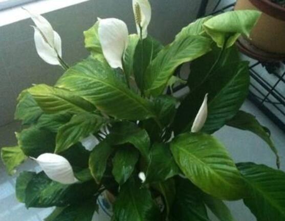 一帆風(fēng)順用什么水澆，澆池塘水、淘米水生長(zhǎng)最快