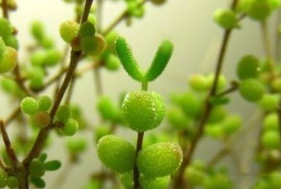 碧光環(huán)種植方法，擇健康種子、保水保肥土壤/淺盆為主