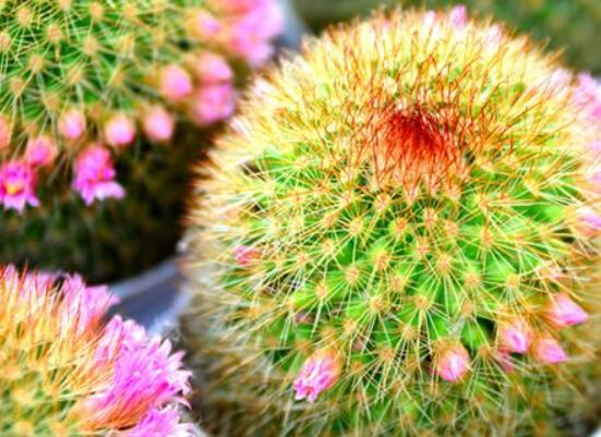 怎樣養(yǎng)仙人球容易開花，記住五個要點花開爆盆