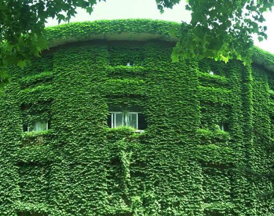 常春藤和爬山虎的區(qū)別，三個(gè)方法教你簡(jiǎn)單分辨