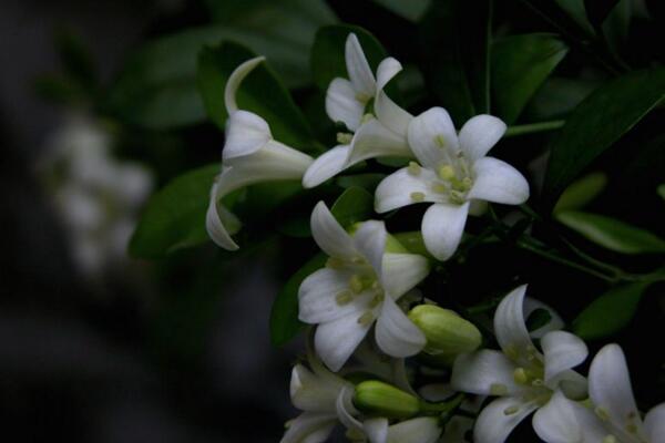 九里香的花語是什么，代表著情和愛