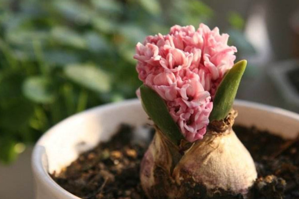 風(fēng)信子花謝后怎么處理，繼續(xù)栽培或冷藏保存種球