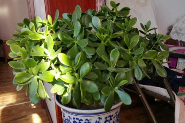 玉樹插枝時要不要澆水，采取濕土桿插