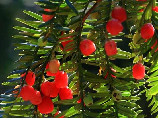 紅豆杉用什么土栽培好，疏松透氣、保水保肥