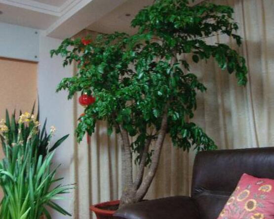 幸福樹(shù)開(kāi)花什么預(yù)兆、寓意著家庭和睦，幸?？鞓?lè)(吉兆)