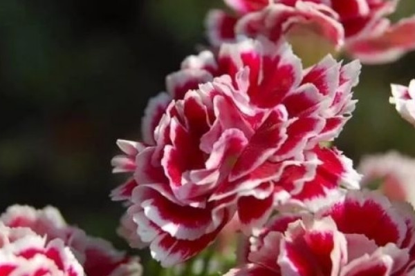 康乃馨春天播種什么時候開花