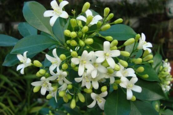 九里香盆栽的功效與作用，制作香精、活血化瘀