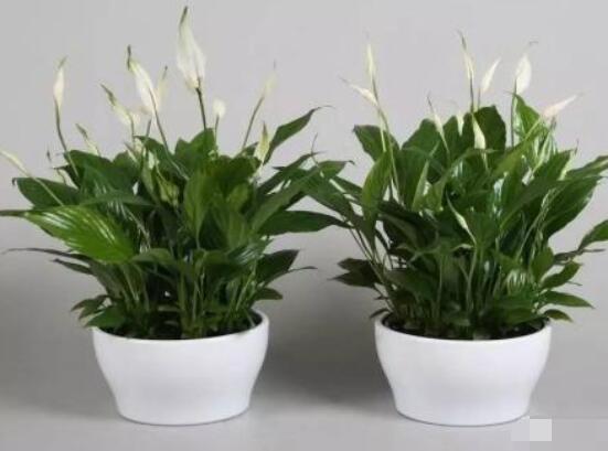 一帆風(fēng)順土培改水培，做好這六大要點(diǎn)即可快速水培生根