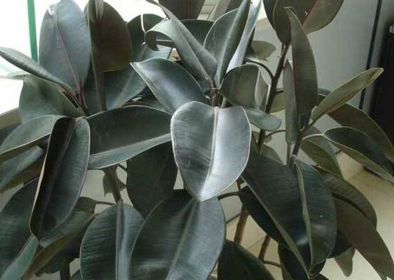 橡皮樹葉子下垂怎么辦，四種原因以及解決辦法