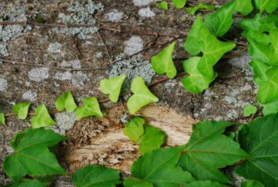 常春藤葉子干枯怎么辦，做好這五點即可恢復生機