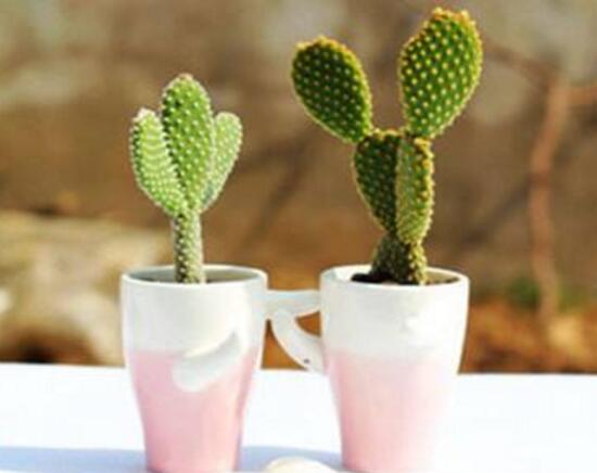 仙人掌防輻射嗎，原來(lái)流言都是騙人的