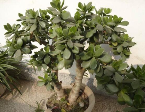 植物燕子掌有毒嗎，無毒與有毒需待進(jìn)一步科學(xué)考證(證據(jù)不足)