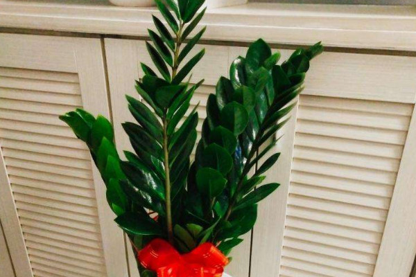 金錢樹好養(yǎng)嗎