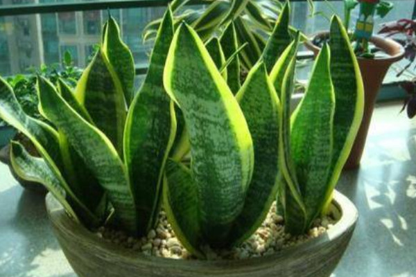 虎皮蘭長的細怎么辦