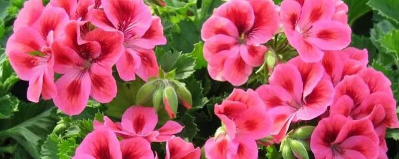 天竺葵對(duì)人有害嗎