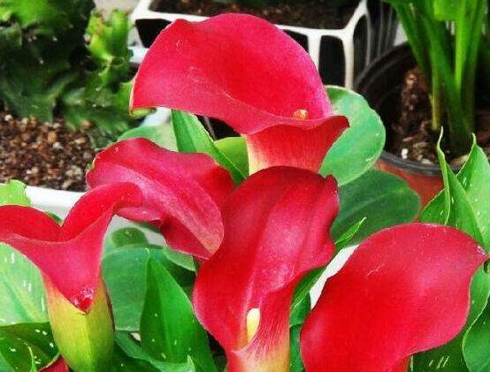 荷蘭馬蹄蓮的養(yǎng)殖方法，做好六個(gè)要點(diǎn)生長(zhǎng)碧綠宜人