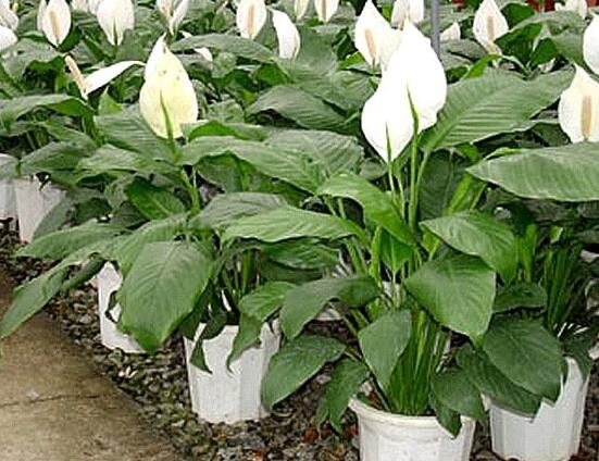 盆栽一帆風順怎么養(yǎng)，教你八個方法便可爆盆