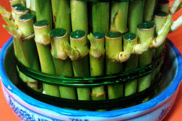 養(yǎng)富貴竹妙招，水培養(yǎng)殖的方法最棒