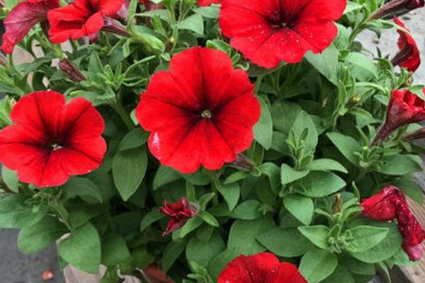 牽?；梢耘柙栽诩茵B(yǎng)嗎