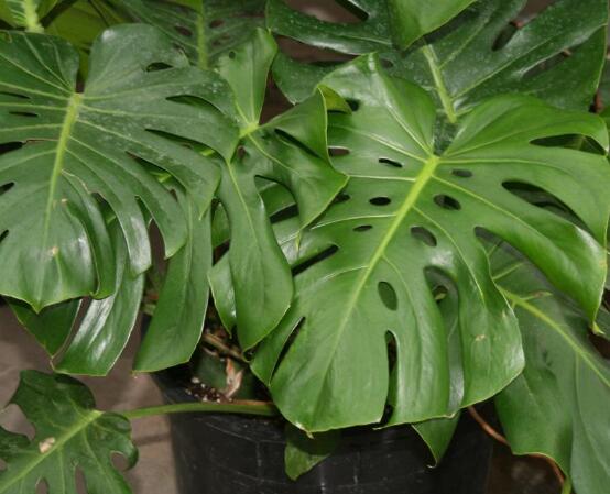 誤食龜背竹葉子怎么辦，第一時(shí)間去醫(yī)院積極治療(中毒較深)