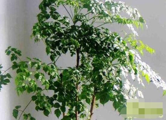 幸福樹水生根技巧，做好四點步驟即可水培爆盆