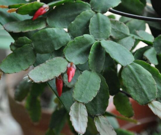 曇花的繁殖方法，盤點最常見的三種繁殖方法(扦插/播種/嫁接)