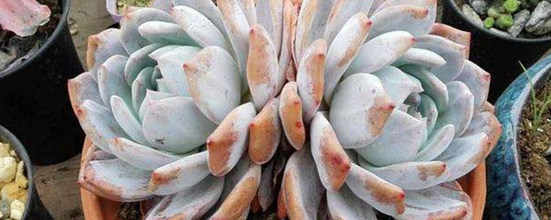 怎么能讓橙夢(mèng)露長(zhǎng)胖