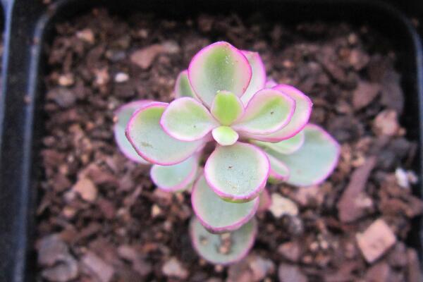 雅樂之舞掉葉子怎么辦，四種原因以及解決方法