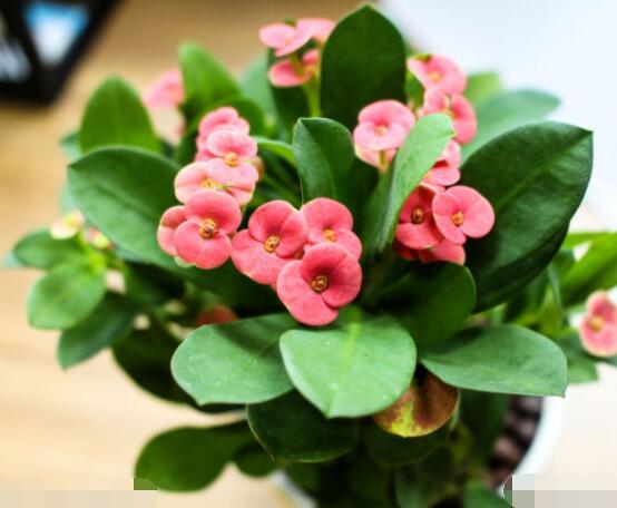 虎刺梅對人身體有害嗎，只需要注意避免接觸即可