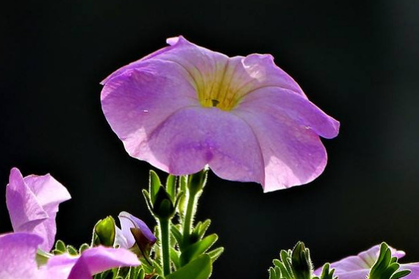 矮牽牛什么時(shí)候播種