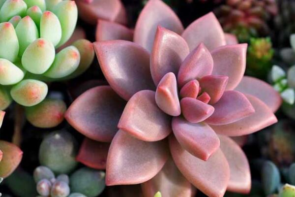 寶石花和觀音蓮的區(qū)別，詳細(xì)介紹葉子和花朵的不同