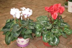 仙客來葉子發(fā)黃莖變軟，找出問題的原因并及時(shí)補(bǔ)救