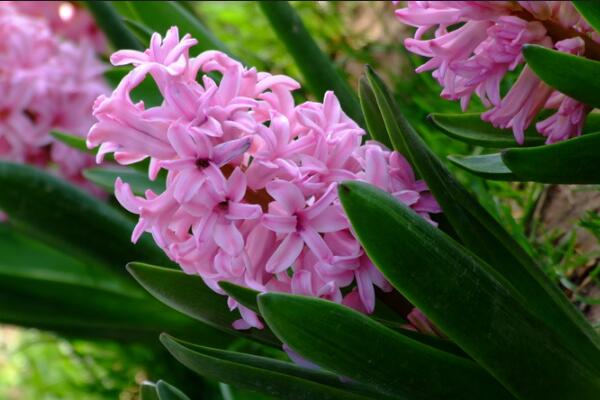 如何養(yǎng)好風(fēng)信子，風(fēng)信子養(yǎng)殖5大秘訣